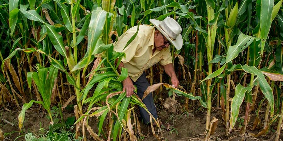 Las actinobacterias, aliadas invisibles en la agricultura sostenible