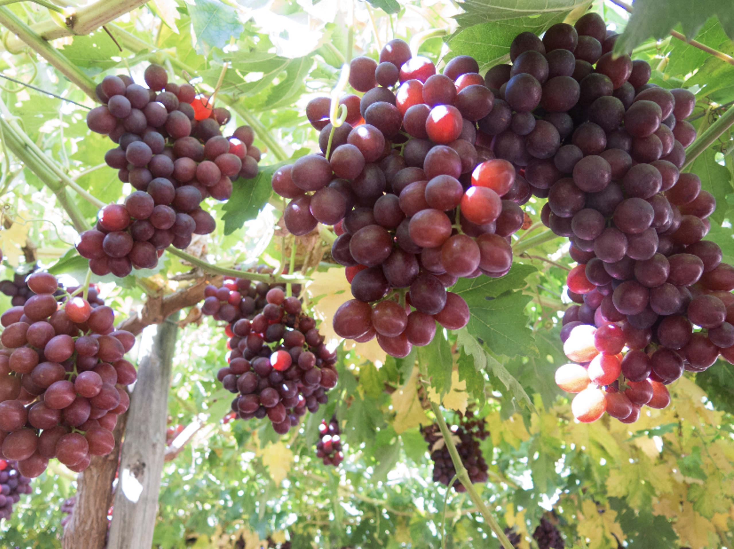 Herramientas naturales y biológicas, un importante complemento para el control de Botrytis en uva de mesa