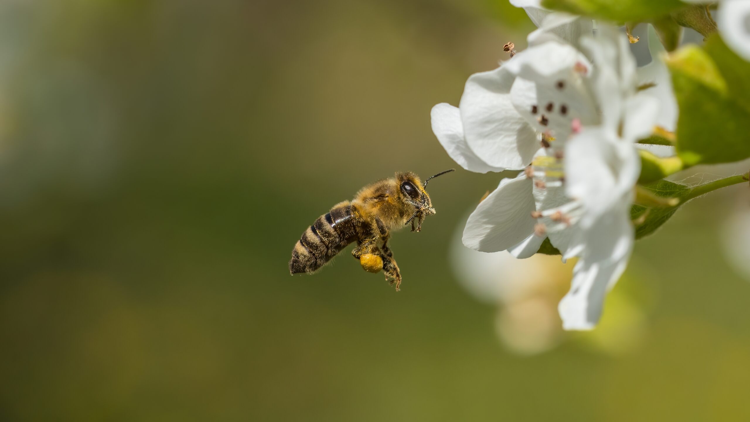 Investigadores trabajan en el desarrollo de una solución natural que protege a las abejas de los pesticidas