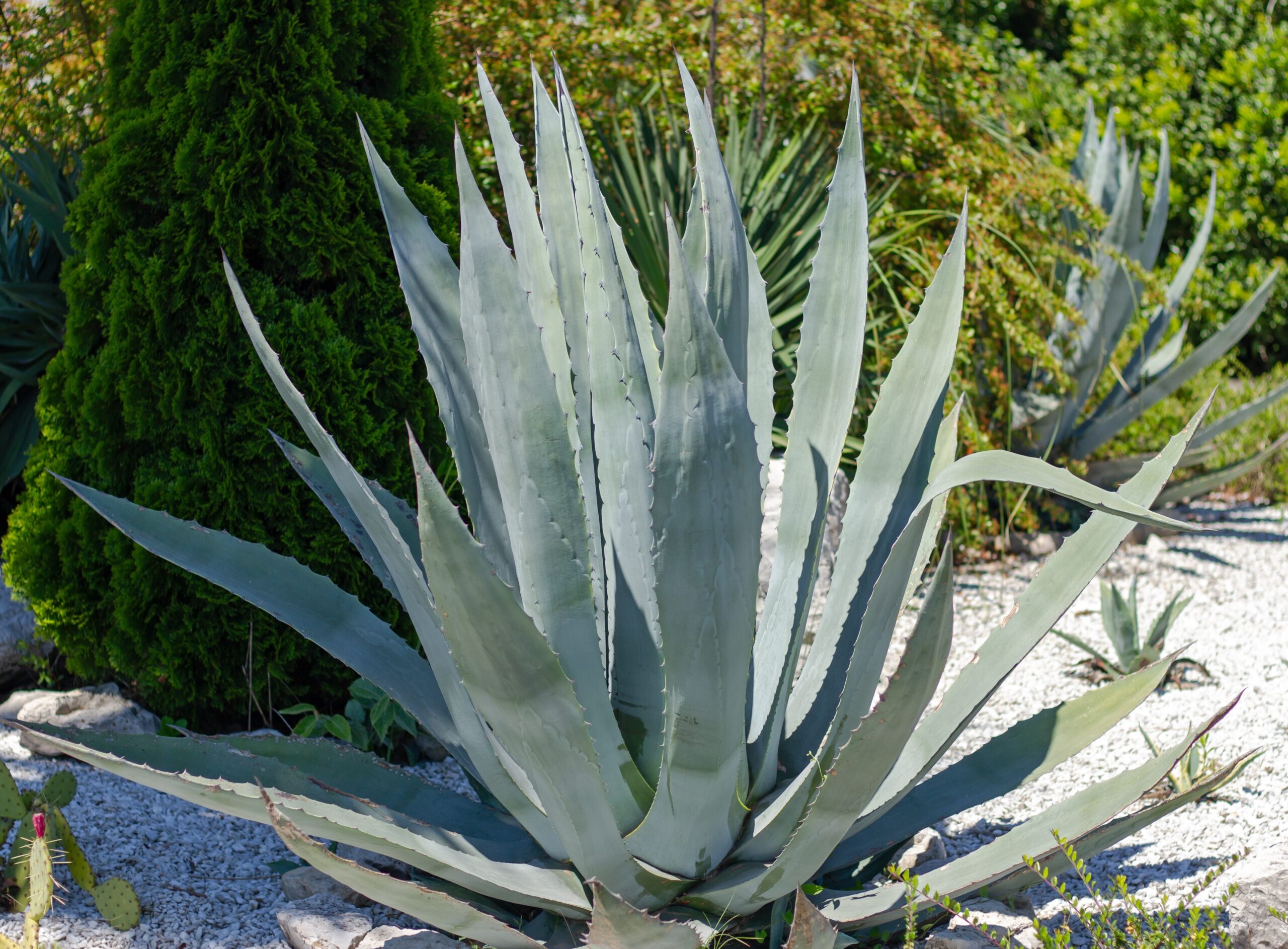 Levadura genéticamente modificada permite convertir agave en biocombustible