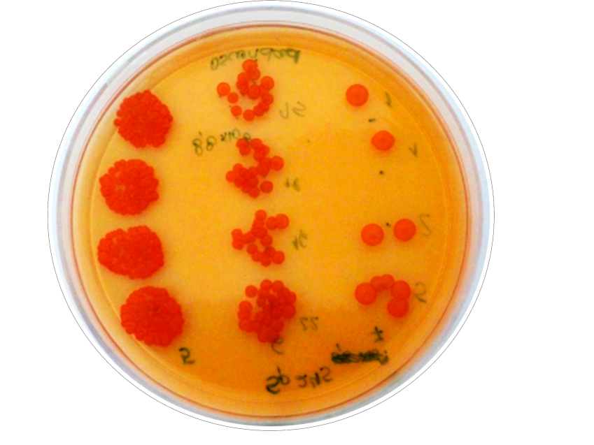 Azospirillum, la bacteria clave en la búsqueda de una agricultura sustentable