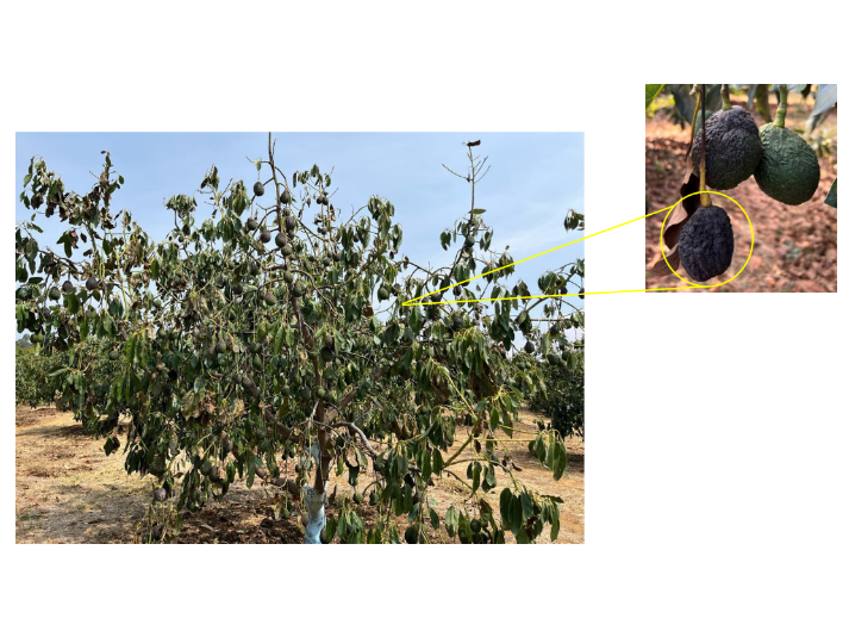 Microorganismos como clave para combatir el estrés abiótico en la agricultura