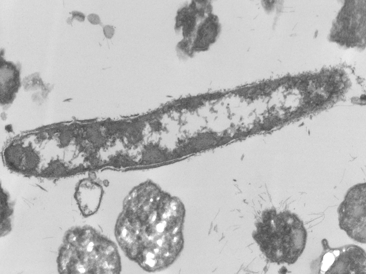 El respaldo de la investigación científica de AGRO BT