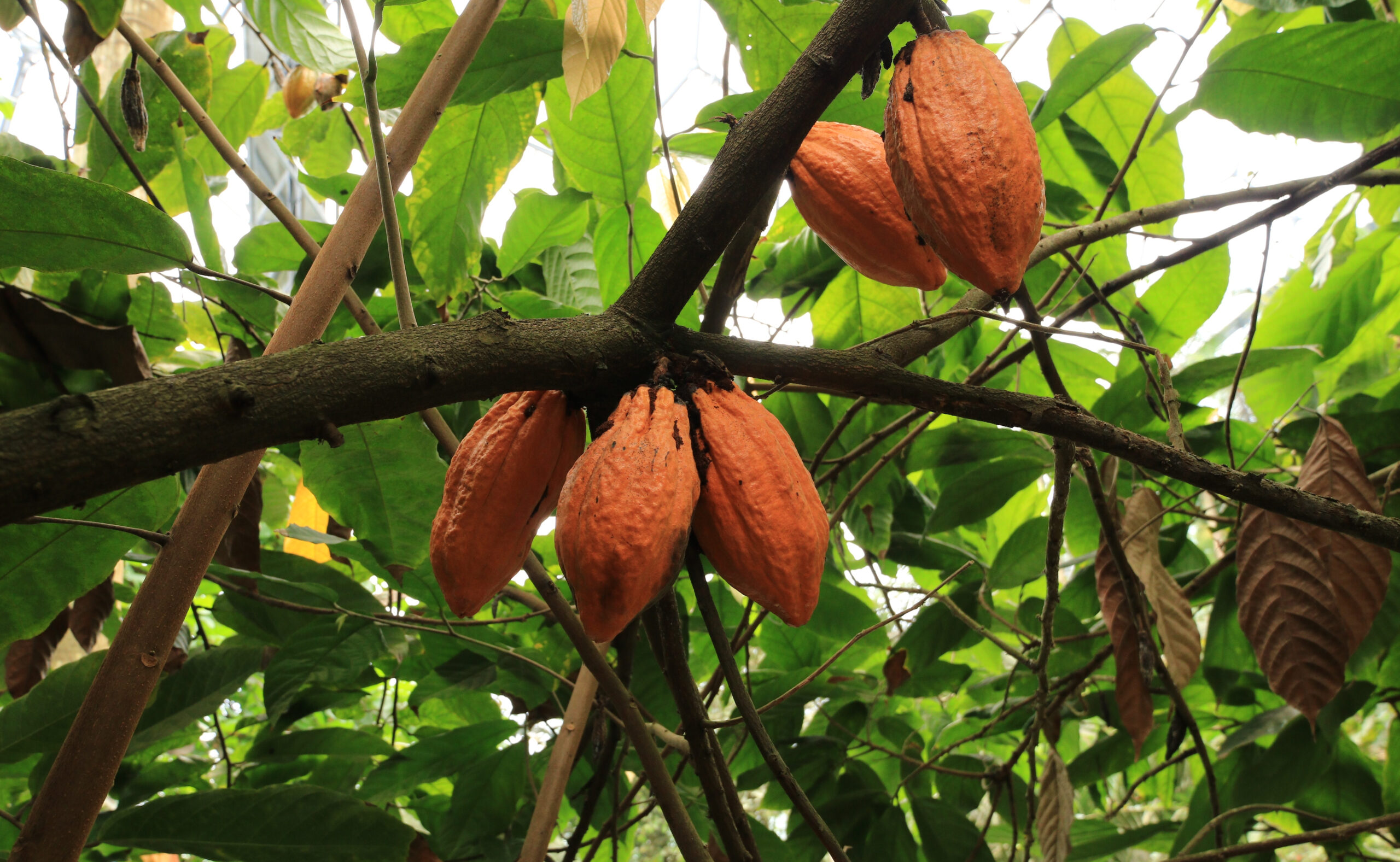 Negocio de cacao de ofi anuncia nuevos objetivos de agricultura regenerativa para 2030