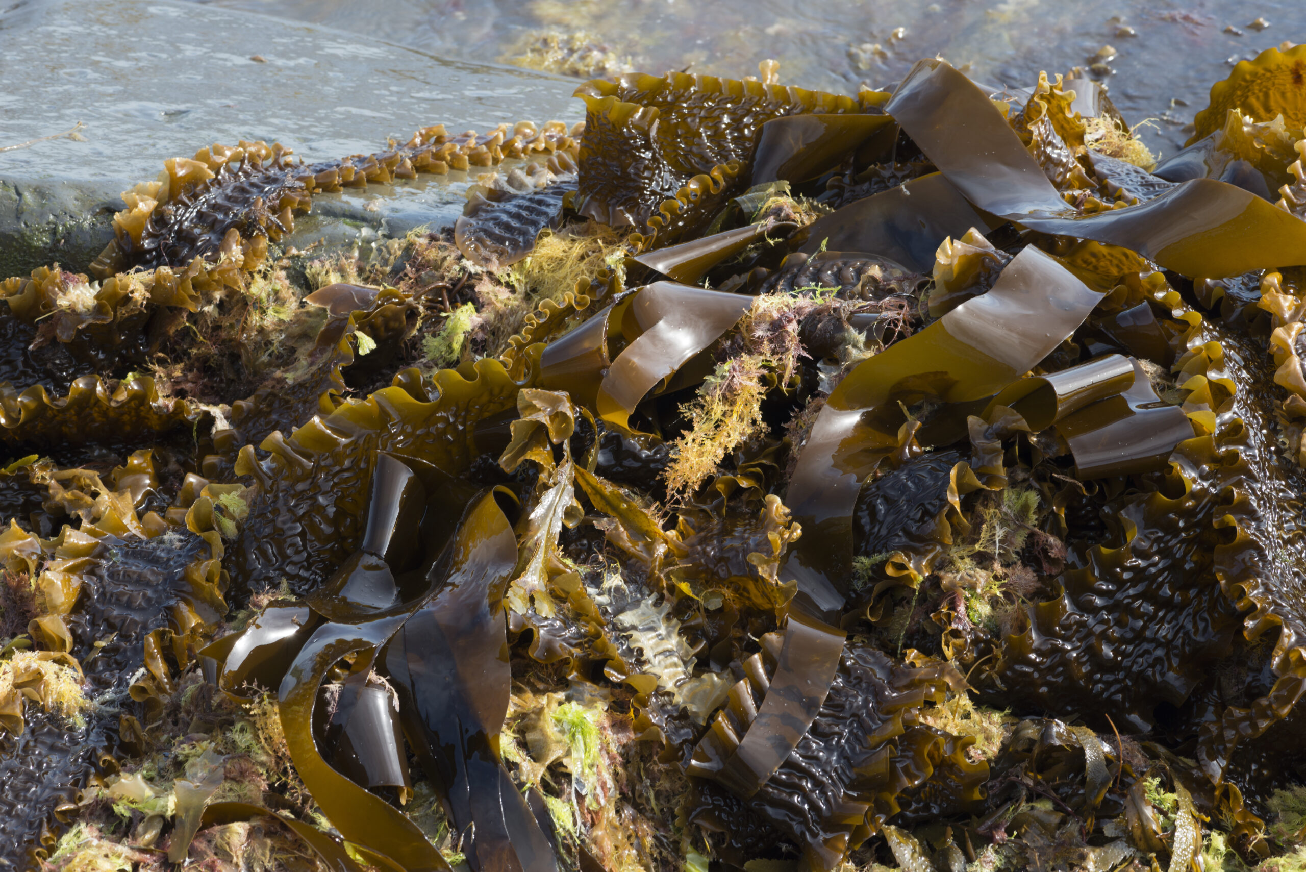Colaboración entre empresas indias buscará transformar algas marinas en productos sostenibles