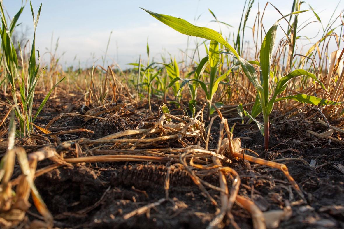 ADM expande su programa de agricultura regenerativa a Alemania