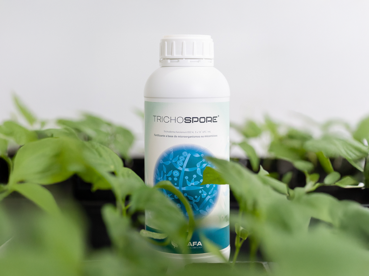 Probiótico de MAFA Bioscience demuestra un aumento de rendimiento de 37% en lechugas