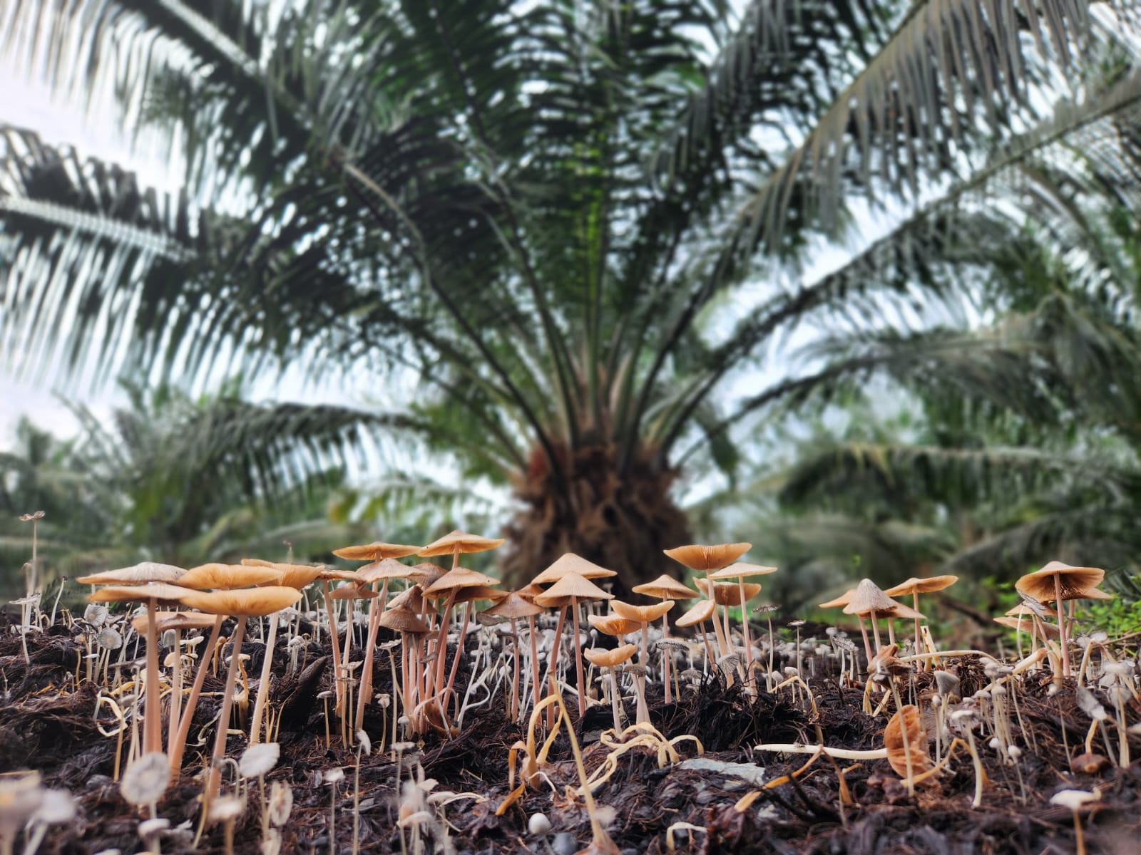 Biocompost, una alternativa para la fertilidad del suelo y la nutrición de la palma de aceite