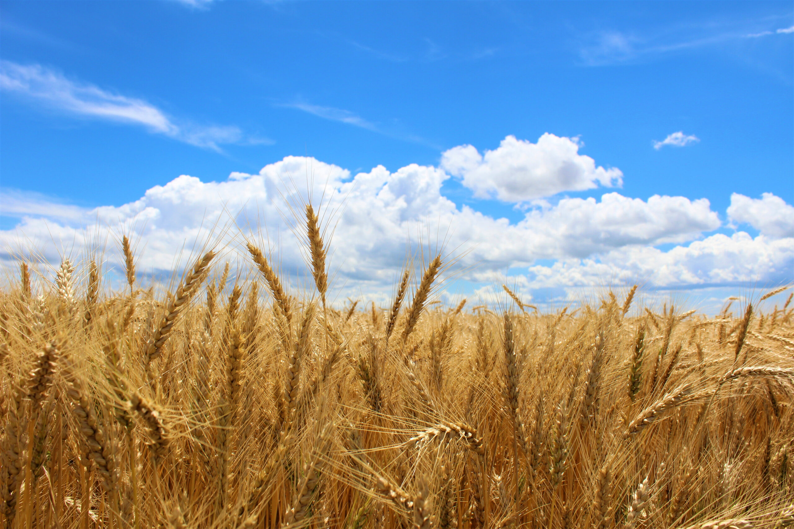 Programa estadounidense entregará subvenciones por más de US$14 millones para impulsar agricultura regenerativa