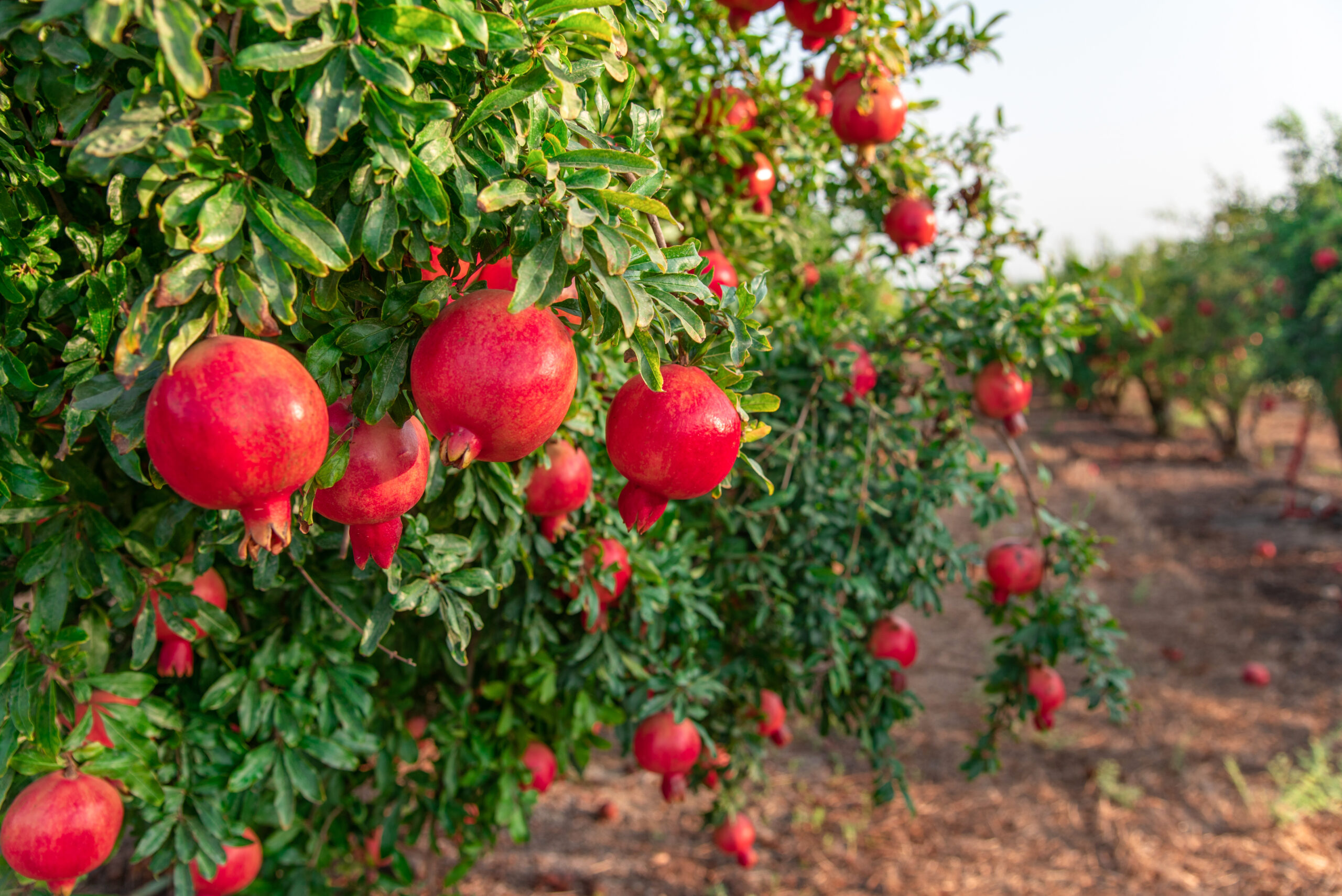 Biopelícula de granada y calamar permite alargar la vida poscosecha de fresas