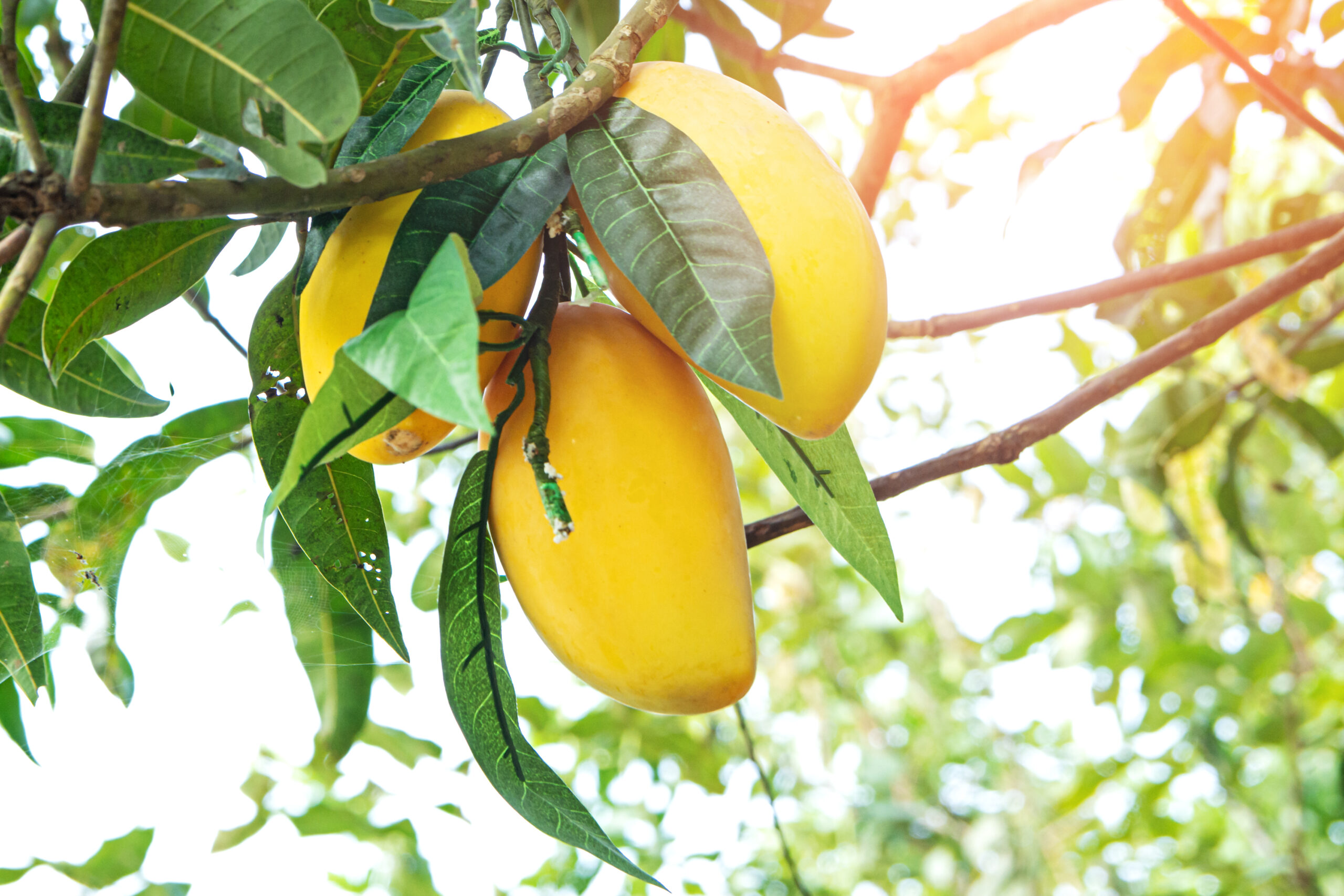 México impulsa el manejo integral para combatir la antracnosis en mangos