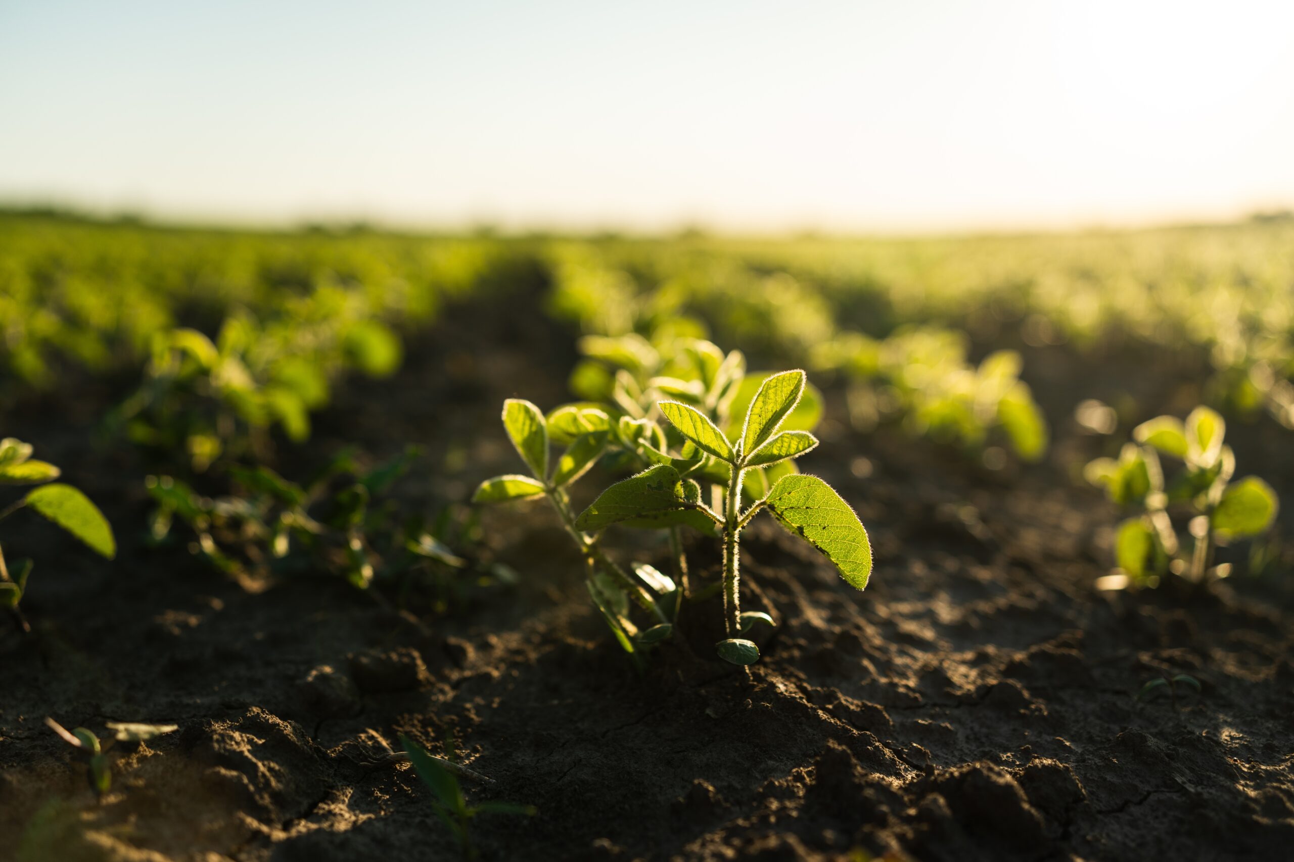 Koppert y Acadian profundizan su colaboración por una agricultura sostenible
