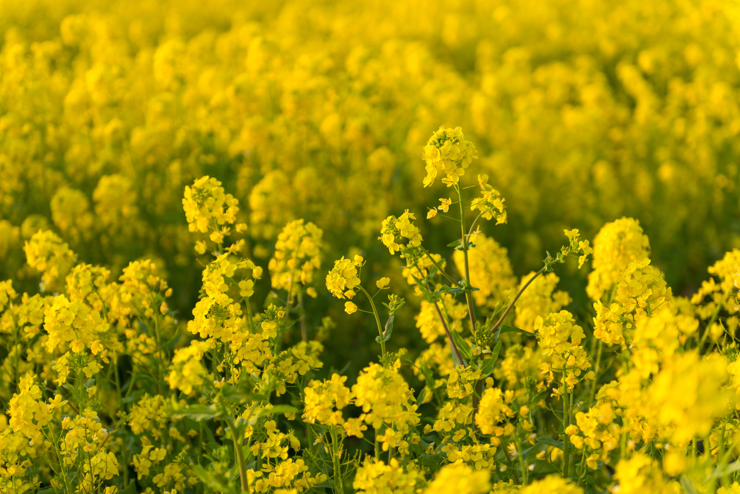 MustGrow completa la adquisición de NexusBioAg