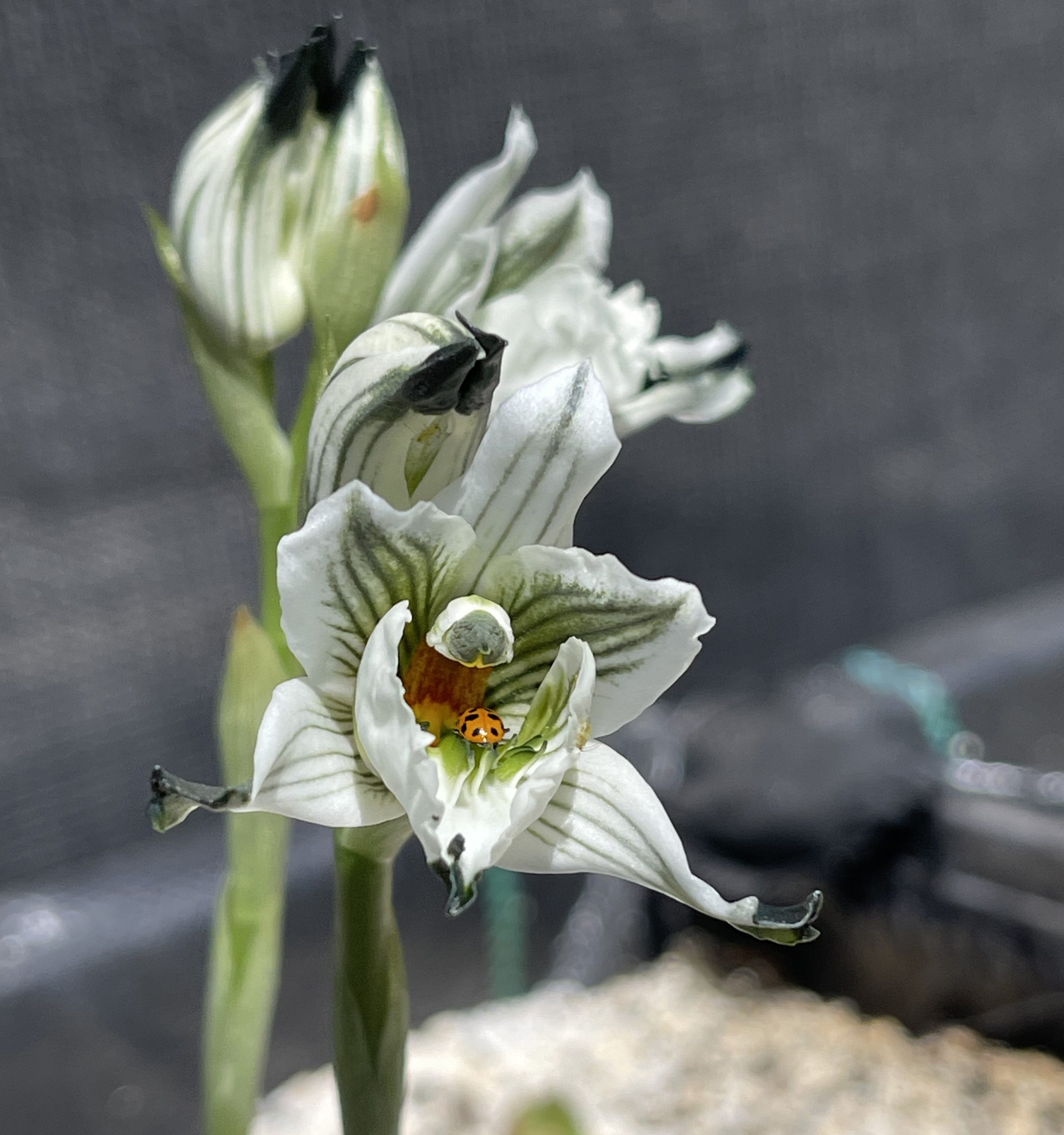 Conservan especies florales de alto valor ecológico con hongos micorrícicos
