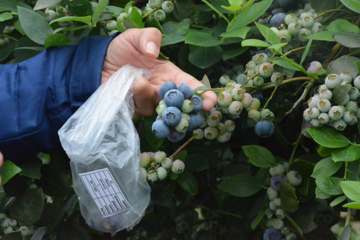 Investigadores evalúan el rol de los biorreguladores para optimizar la producción de arándanos